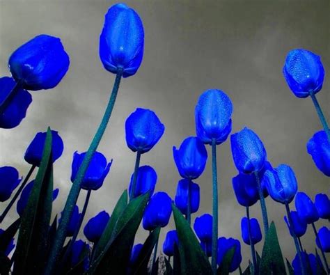 80 Wallpaper Bunga Tulip Biru Picture - MyWeb