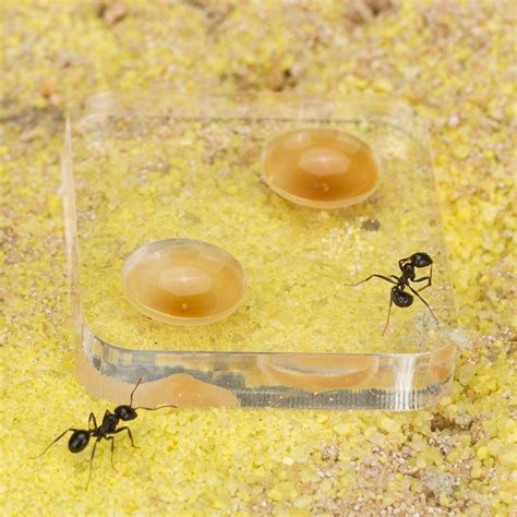 Sand Ant Farm Wall Kit anthill Formicarium Educational - Etsy