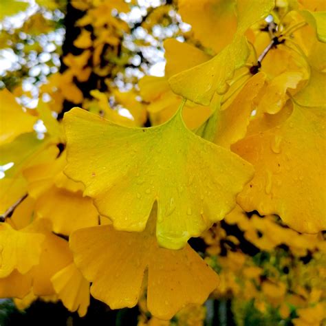 Ginkgo Biloba Autumn Gold Arbre Aux Quarante Cus Superbe Feuillage