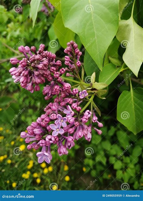 丁香丛花叶 库存图片 图片 包括有 开花 草本 野花 果子 灌木 产物 花瓣 庭院 紫色 249055959