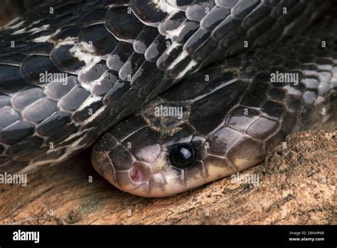 Common krait snake hi-res stock photography and images - Alamy