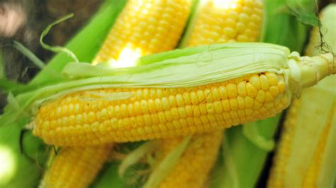 The Best Way To Thaw Frozen Corn On The Cob