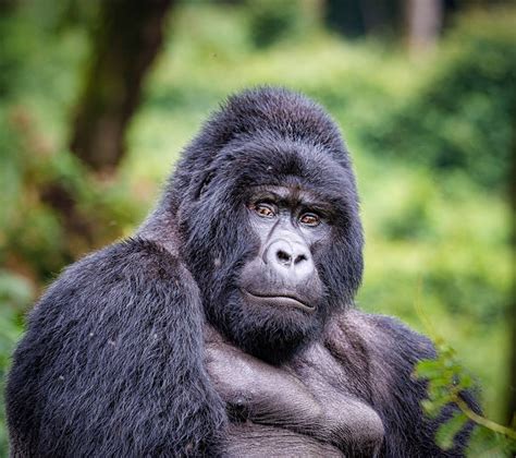 How Strong is a Gorillas? - Uganda Safari Gorilla Tours