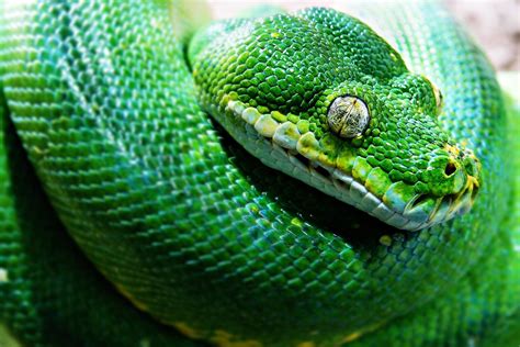 Do Snakes Blink Why Snakes Dont Have Eyelids And How They See Without