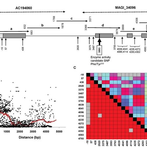 Effect Of Phe Tyr 209 On IDH Enzyme Activity And Protein Quantity A