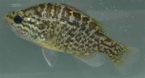 Warmouth Fishes Of The Upper Green River Ky · Inaturalist