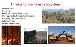 Forest Ecosystem | PPT