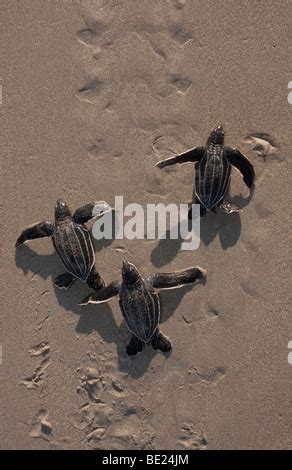 endangered leatherback sea turtle hatchlings, Dermochelys coriacea ...