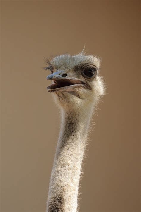 Ostrich Flightless Bird Animal Free Photo On Pixabay Pixabay