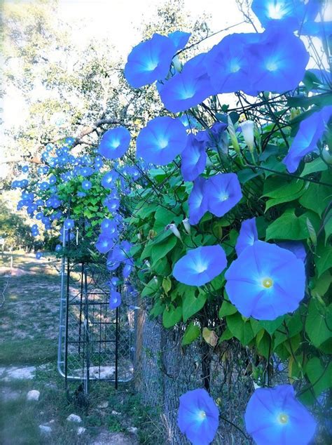 Gardening A Creative Journey Morning Glories Via Tumbleon Blue