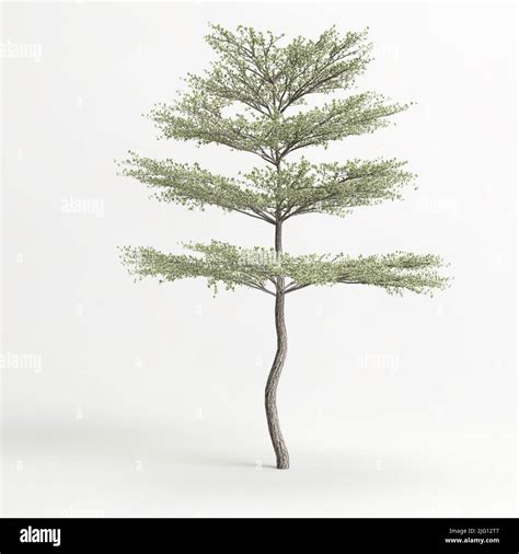 3d Illustration Of Tree Isolated On White Background Stock Photo Alamy