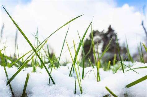 Preventing Winter Lawn Pests Cardinal Lawns