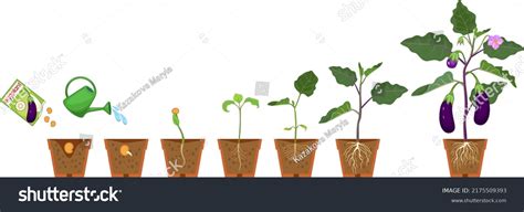 Life Cycle Eggplant Plant Growth Stages Stock Vector Royalty Free