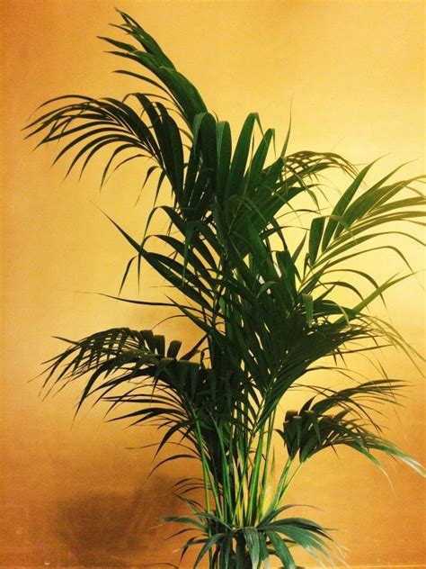 Kentia Palm Guide How To Care For A Howea Forsteriana Tree