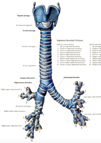 Lecture 2 Normal Lung Obstructive Restrictive Lung Diseases