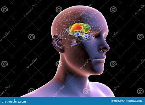 Brain Dorsal Striatum Anatomy, 3D Illustration Stock Illustration ...