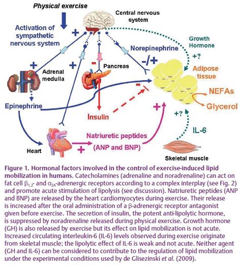 Exercise Induced Lipid Mobilization In Humans The Role Of