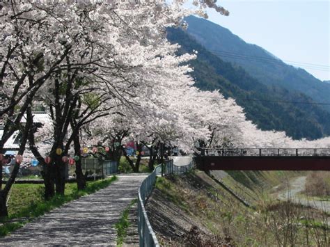 遠山川櫻｜三遠南信地域観光情報サイト めぐる！三遠南信