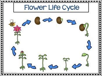 FLOWER LIFE CYCLE by Teacher Features | Teachers Pay Teachers