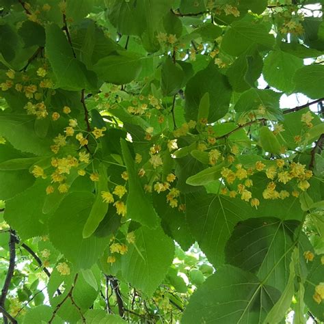 Tilia Cordata Greenspire L Kelly S Nursery