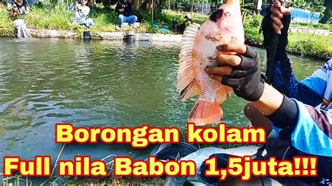 Pemancing Puas Isinya Nila Babon Mancing Borongan Full Nila Babon