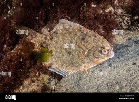 Winter flounder hi-res stock photography and images - Alamy