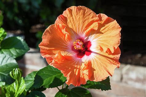 Orange Hibiscus Photograph By Sally Weigand Fine Art America