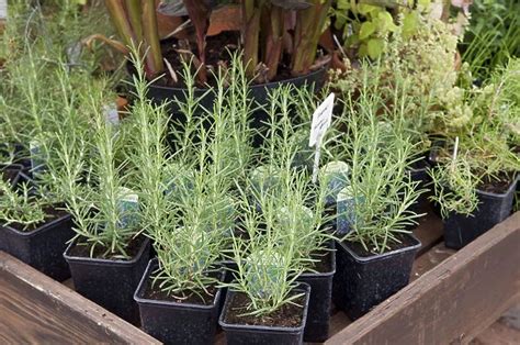 Lavender in plant pots with labels on display at garden