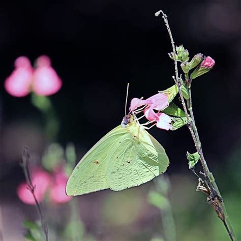 Lysidesulphurbutterflysalvia Hyannis Country Garden