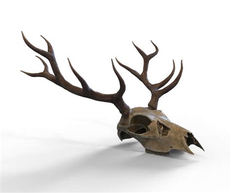 3d Model Deer Skull With Horns Vr Ar Low Poly Cgtrader