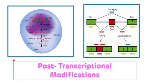 Post Transcriptional Modifications Of Rna Post Transcriptional Processing Of Rna Youtube