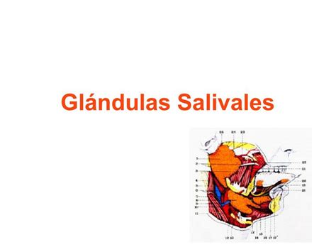 Glándulas salivales Sofia santander apablaza uDocz