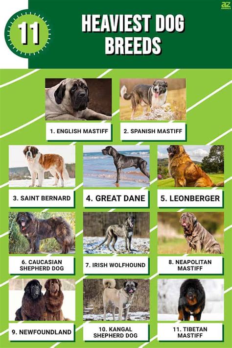 Big Dog Breeds Chart Sale Cheap | www.pinnaxis.com