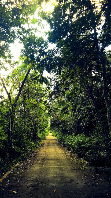 Lo Indomable El Misterio El Camino Del Bosque El árbol La Planta