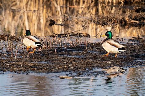 Mallard Duck Saskatchewan Wildlife Duck Migration Photo Background And ...