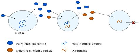 Viruses Free Full Text Virus Like Particles Measures And