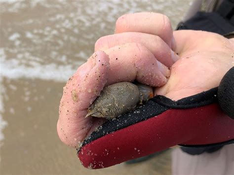 Sand Fleas Bait