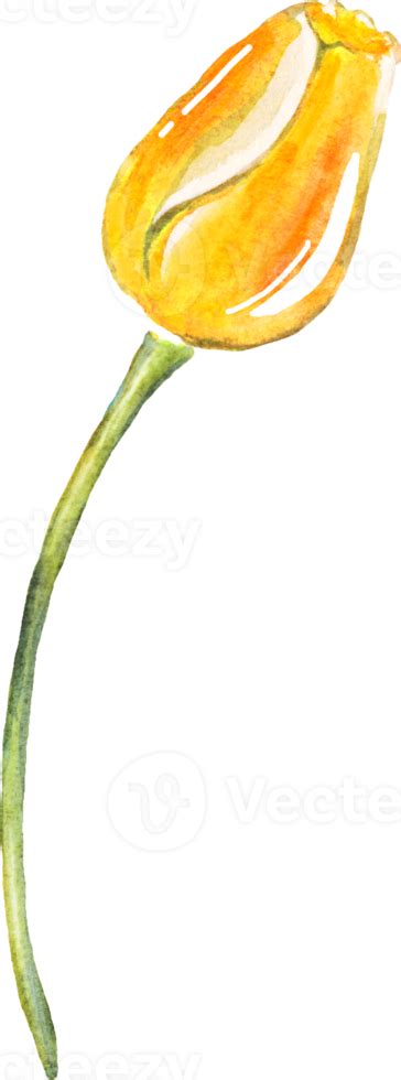 Single Tulip Watercolor Illustration Png