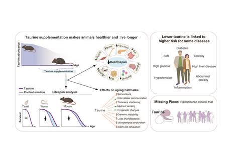 Taurine Supplementation Makes Image Eurekalert Science News Releases