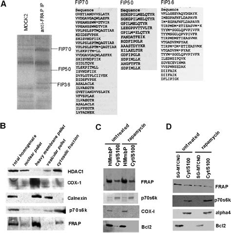 Analysis Of Frap Immune Complex And Localization Of Frap By Subcellular