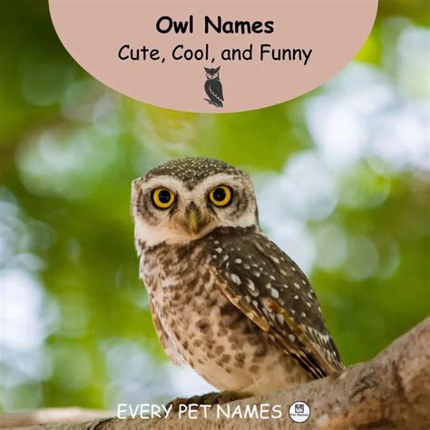 340+ Good Owl Names (Cute, Cool, and Funny) - Every Pet Names