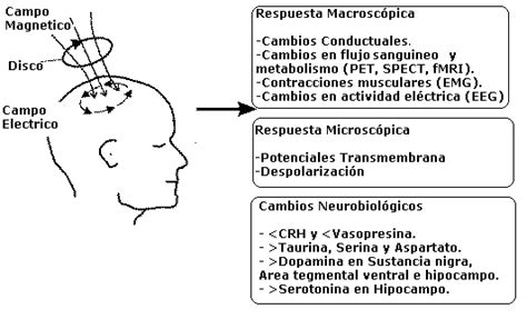 Estimulaci N Transcraneal Magn T