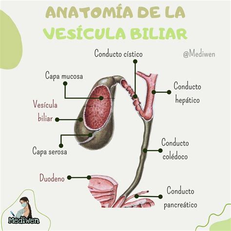 Anatom A Vesicula Biliar Anatomia Y Fisiologia Humana Anatomia Y