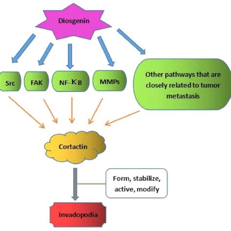 Interactions between NF-κB, the FAK pathway and Src. FAK, focal... | Download Scientific Diagram