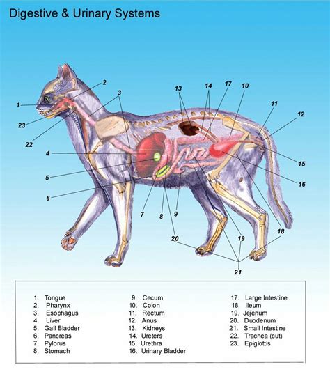 Pin by Abdulrhman Adel on medicine | Cat anatomy, Dog anatomy, Feline ...