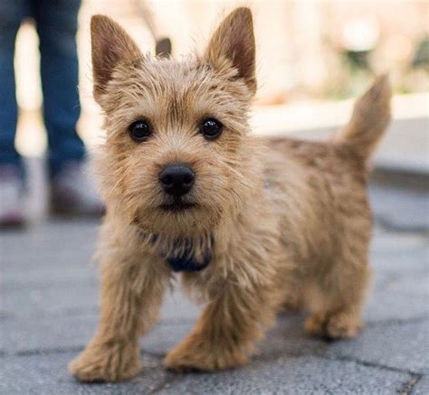 Norwich Terrier Chihuahua Mix Pets Lovers