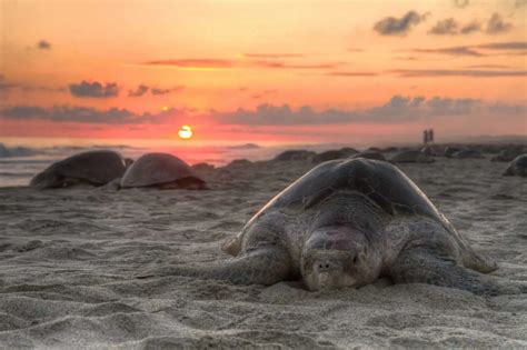 The Sea Turtles Total Guide | Pacific Adventure Tours