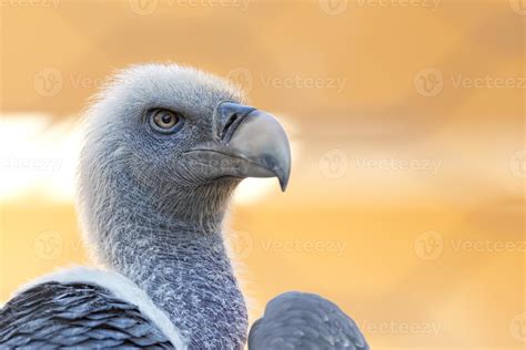 vulture, buzzard looking at you 12205085 Stock Photo at Vecteezy