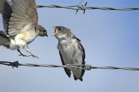 Two birds on a wire stock photo. Image of tachycineta - 2964470