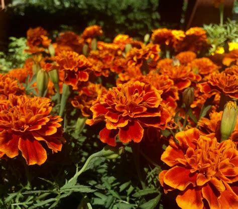 Edible Marigolds - Orchard Nursery